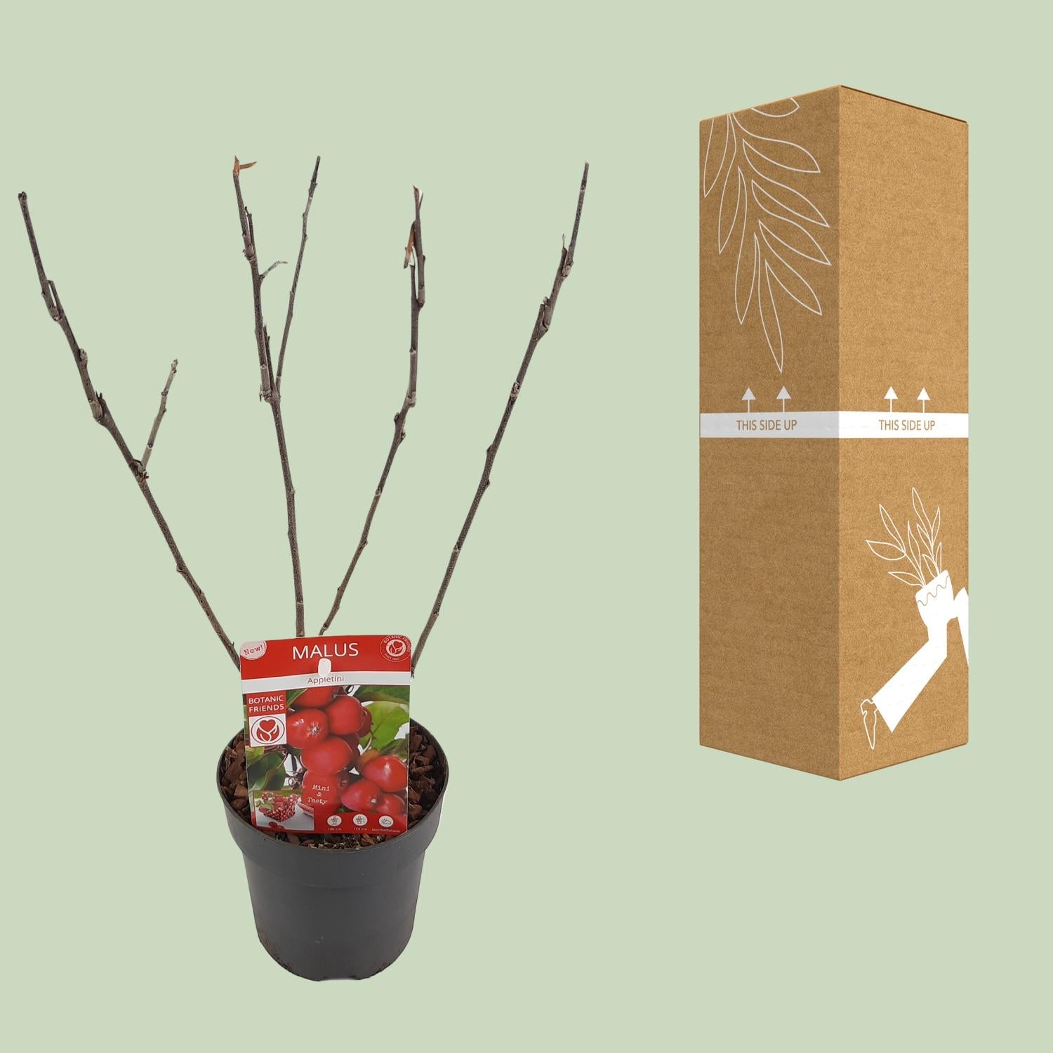 Zwergapfelbaum - Malus &