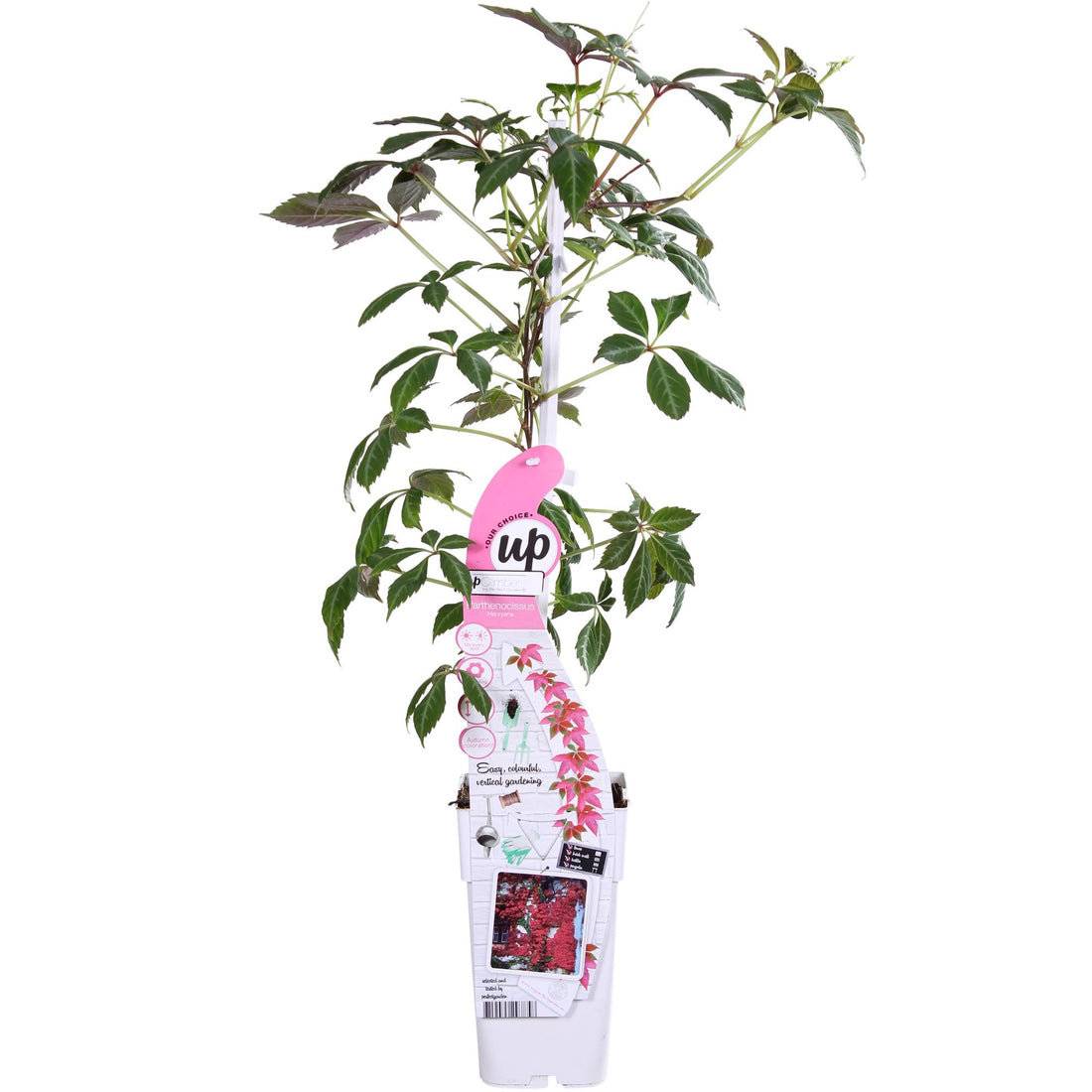 Jungfernrebe - Parthenocissus henryana - Ø15cm - ↕65cm
