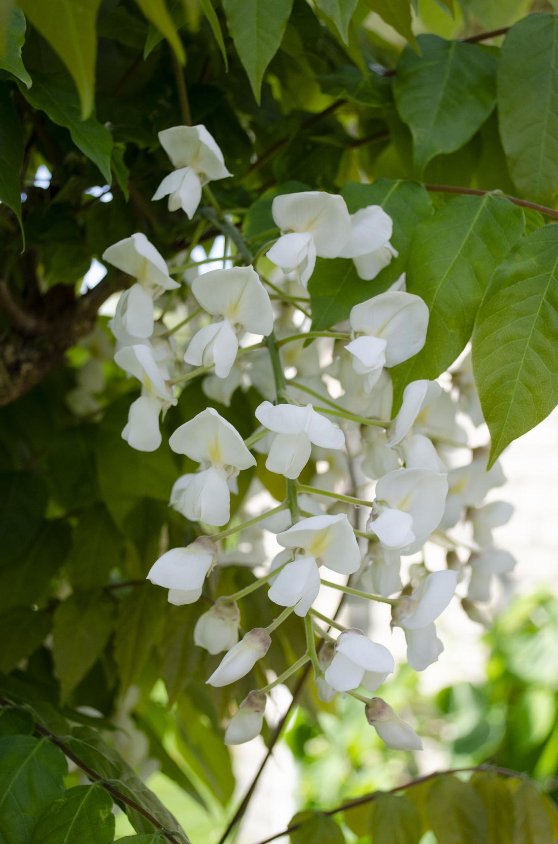 Blauregen - Wisteria floribunda &