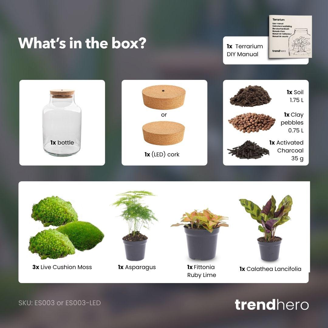 Flaschengarten - Milky - ↕ 30 cm - ohne Werkzeug