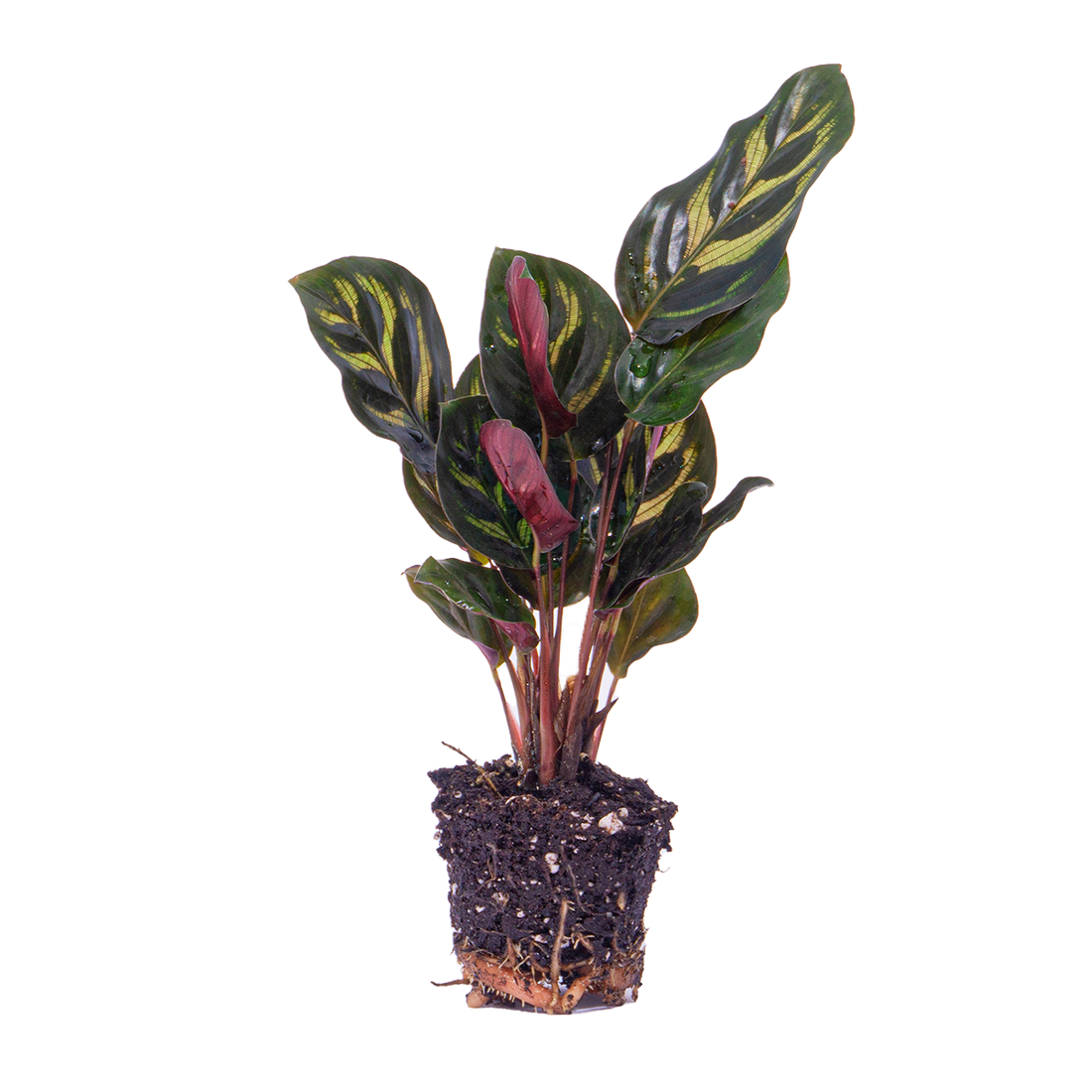 Calathea Makoyana - Pauwenplant - Terrarium plant - Potmaat 6