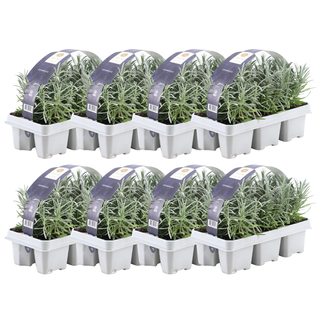 Lavendel lila - 48er Set - Ø7 cm - ↕15 cm