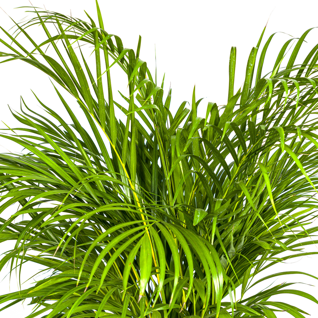 Goldpalme mit Korb - Dypsis Areca Lutescens - Ø24cm - ↕120 - 140cm