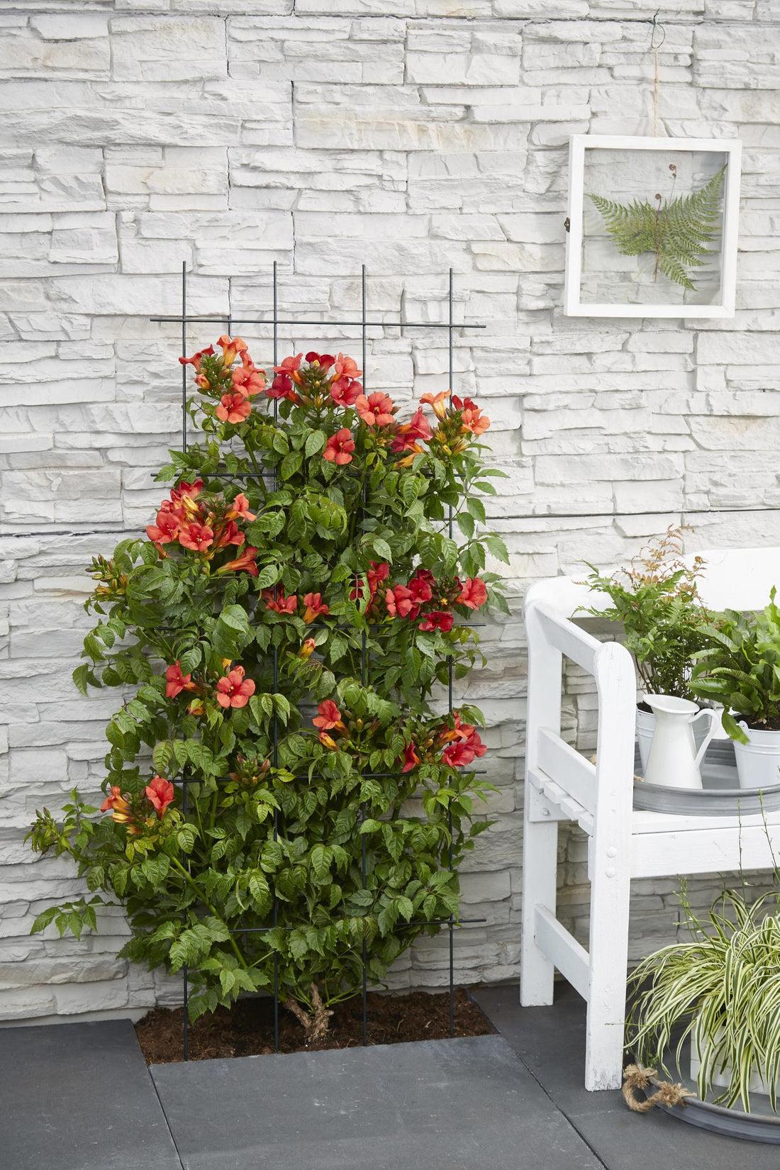 Trompetenblume - Campsis Summer Jazz Fire Trumpet - Ø19cm - ↕70cm - Ø15 - ↨65cm