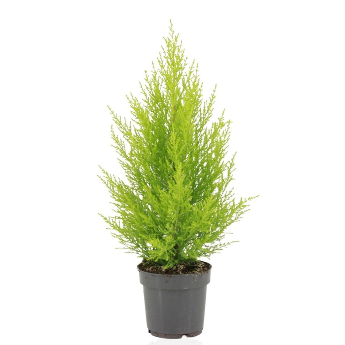 Zypresse - Cupressus Macrocarpa Goldcrest Wilma - Ø14cm - ↕55cm