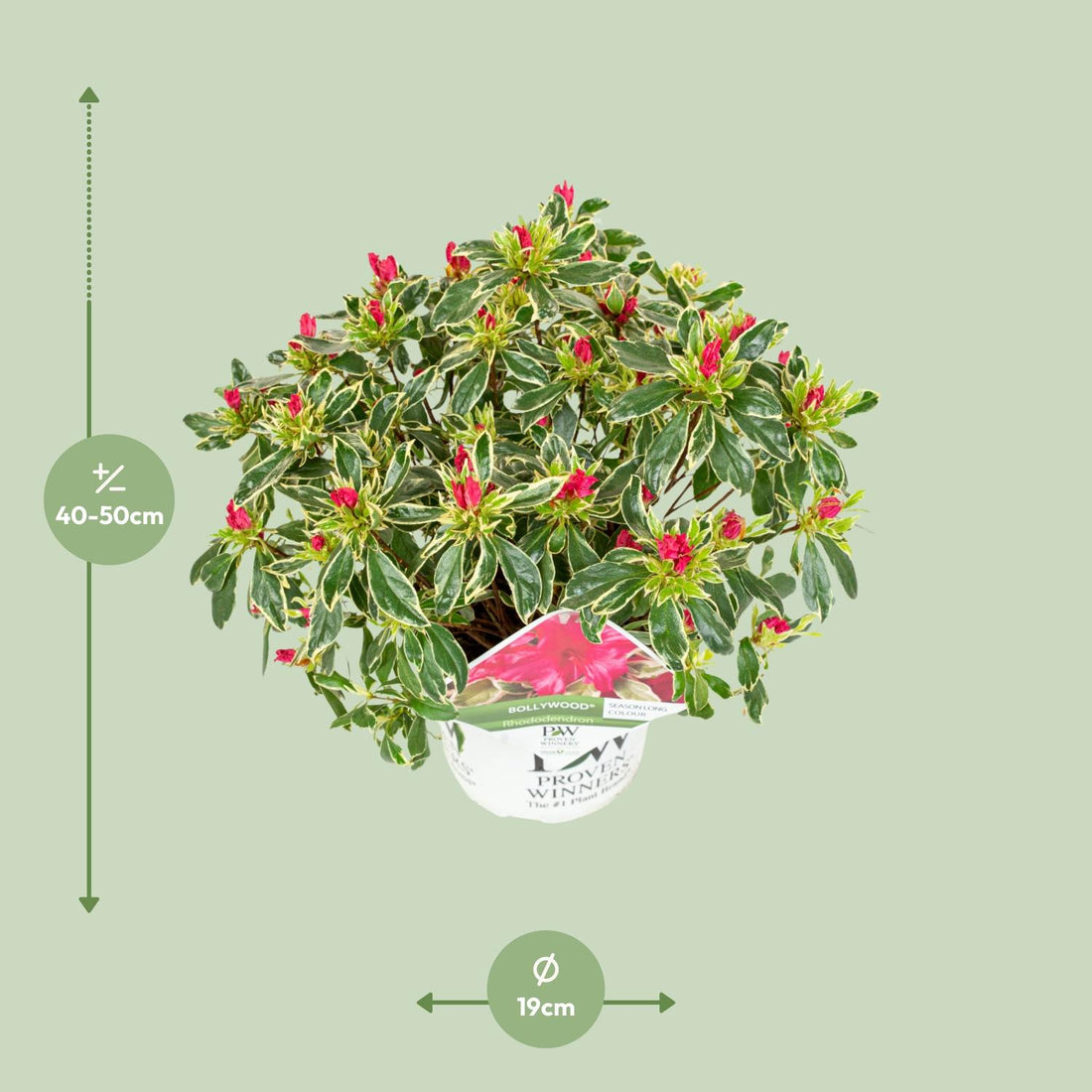 Rhododendron &