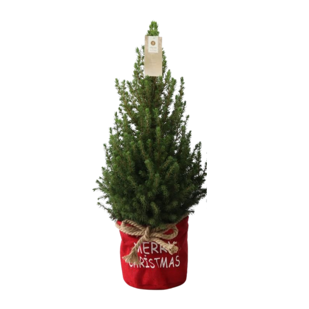 Kleiner Weihnachtsbaum in Weihnachtstopf rot - 70 cm - Picea Glauca Conica