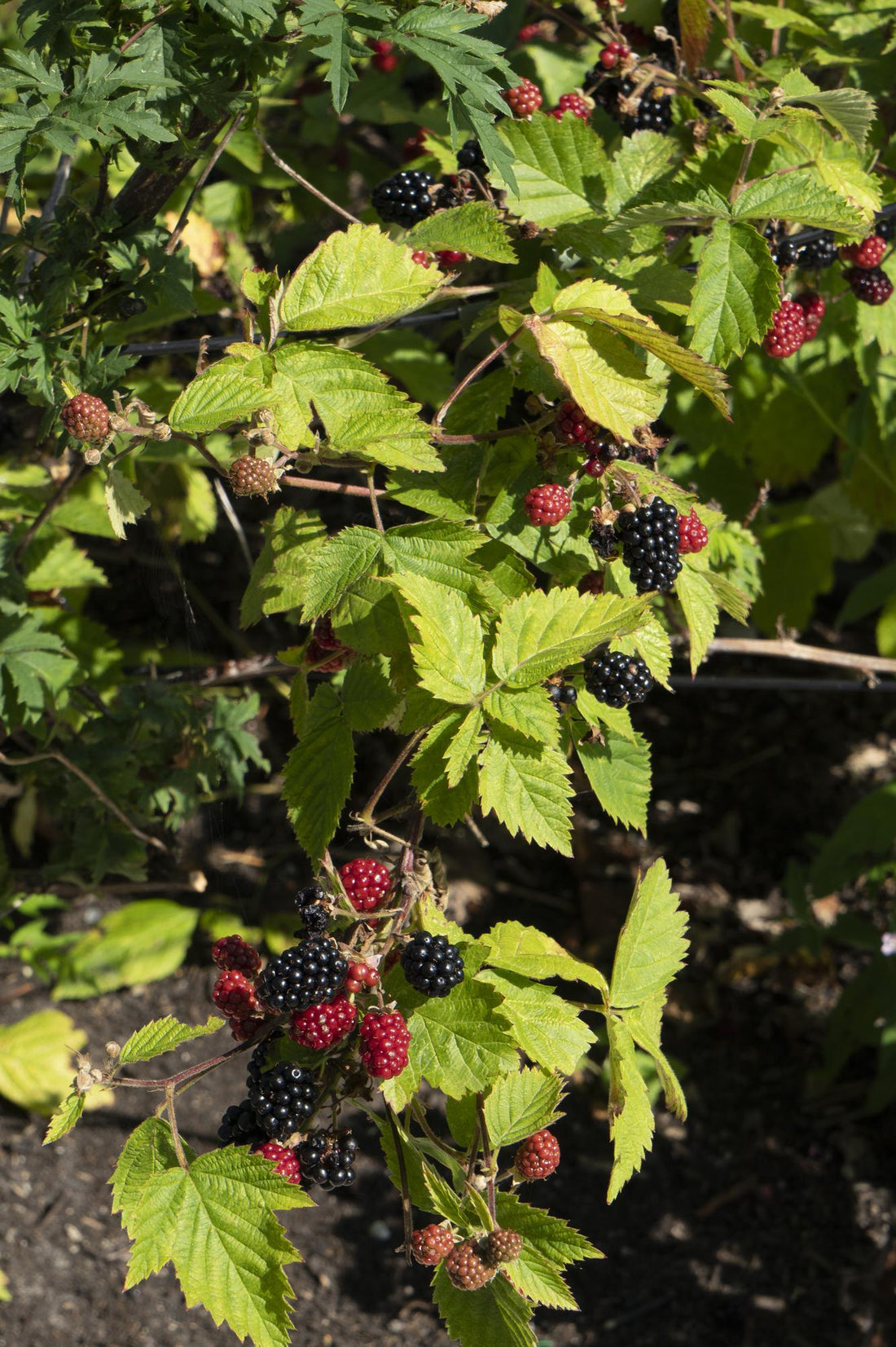 Dornenlose Brombeere - Rubus fruticosus &