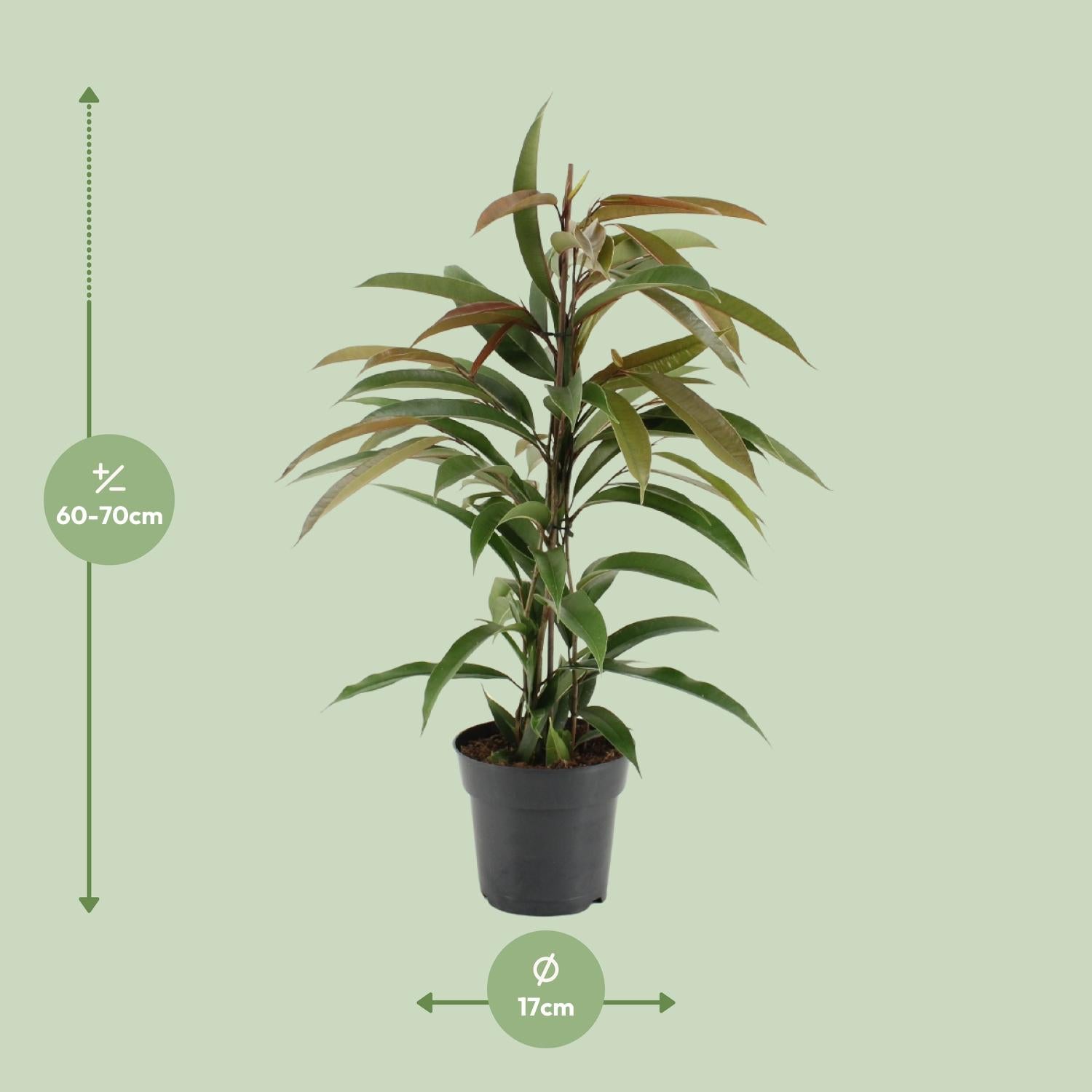 Ficus Binnendijkii Amstel King - Ø17cm - ↕70cm