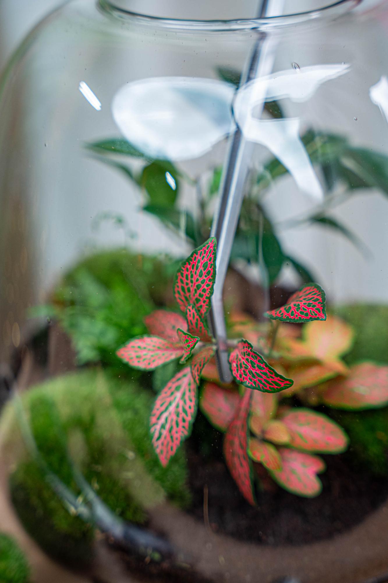 Terrarium pincet - Metaal - 26 cm lang