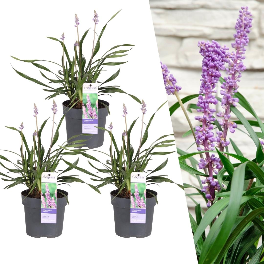 Lilientraube &