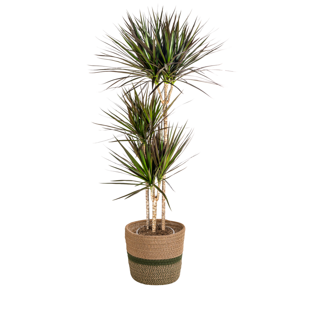 Drachenbaum mit Korb - Dracaena Marginata Magenta - Ø24cm - ↕130 - 150cm