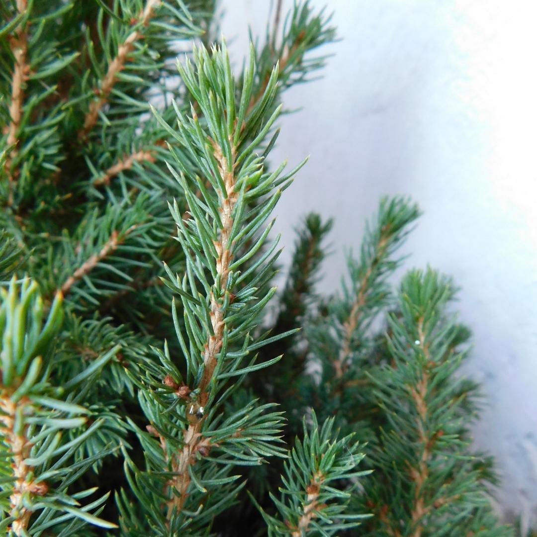 Kleine Weihnachtsbaum - Picea gl. Conica &