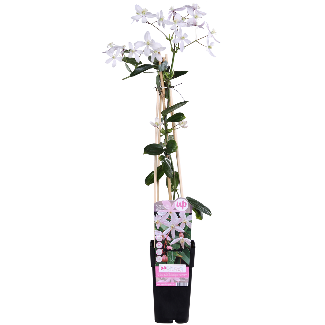Clematis armandii Apple Blossom - Immergrüne Clematis Hellrosa - Ø15cm - ↕65cm