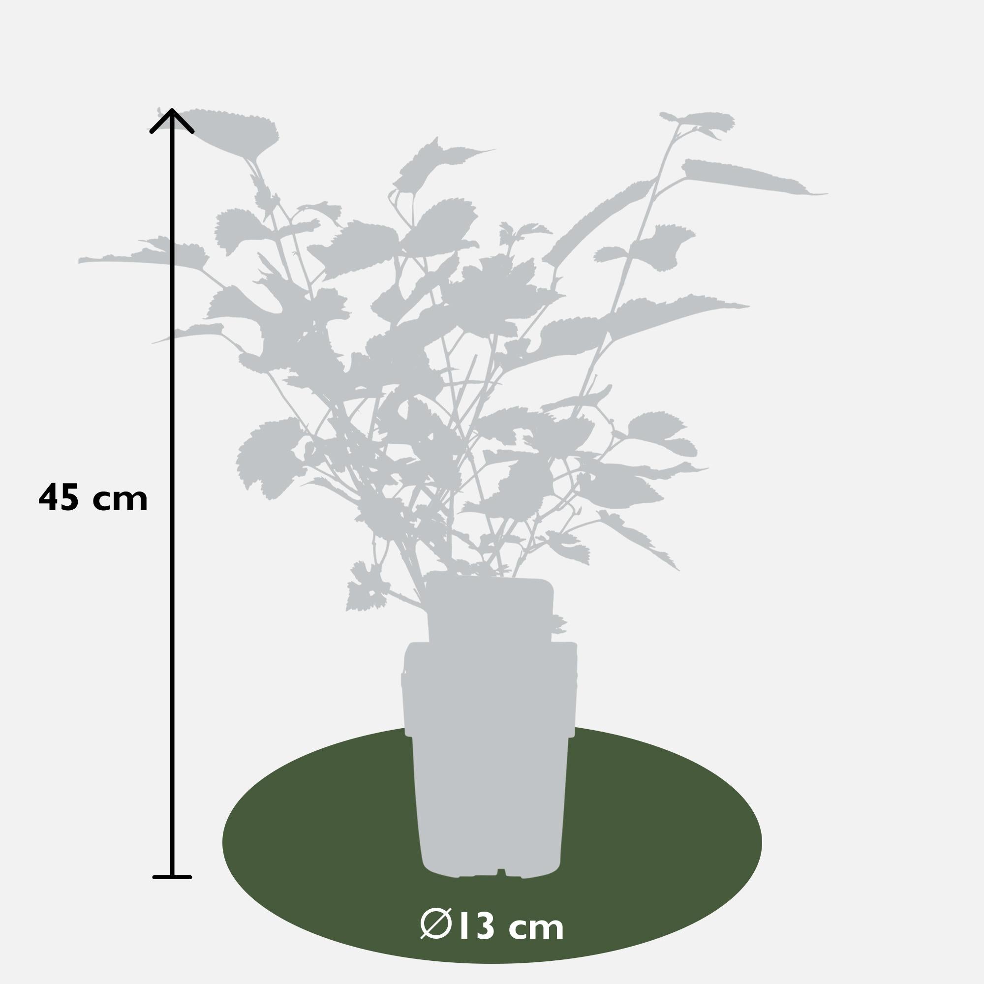 Schwarze Maulbeere - Morus nigra Mulle - Ø13cm - ↕45cm