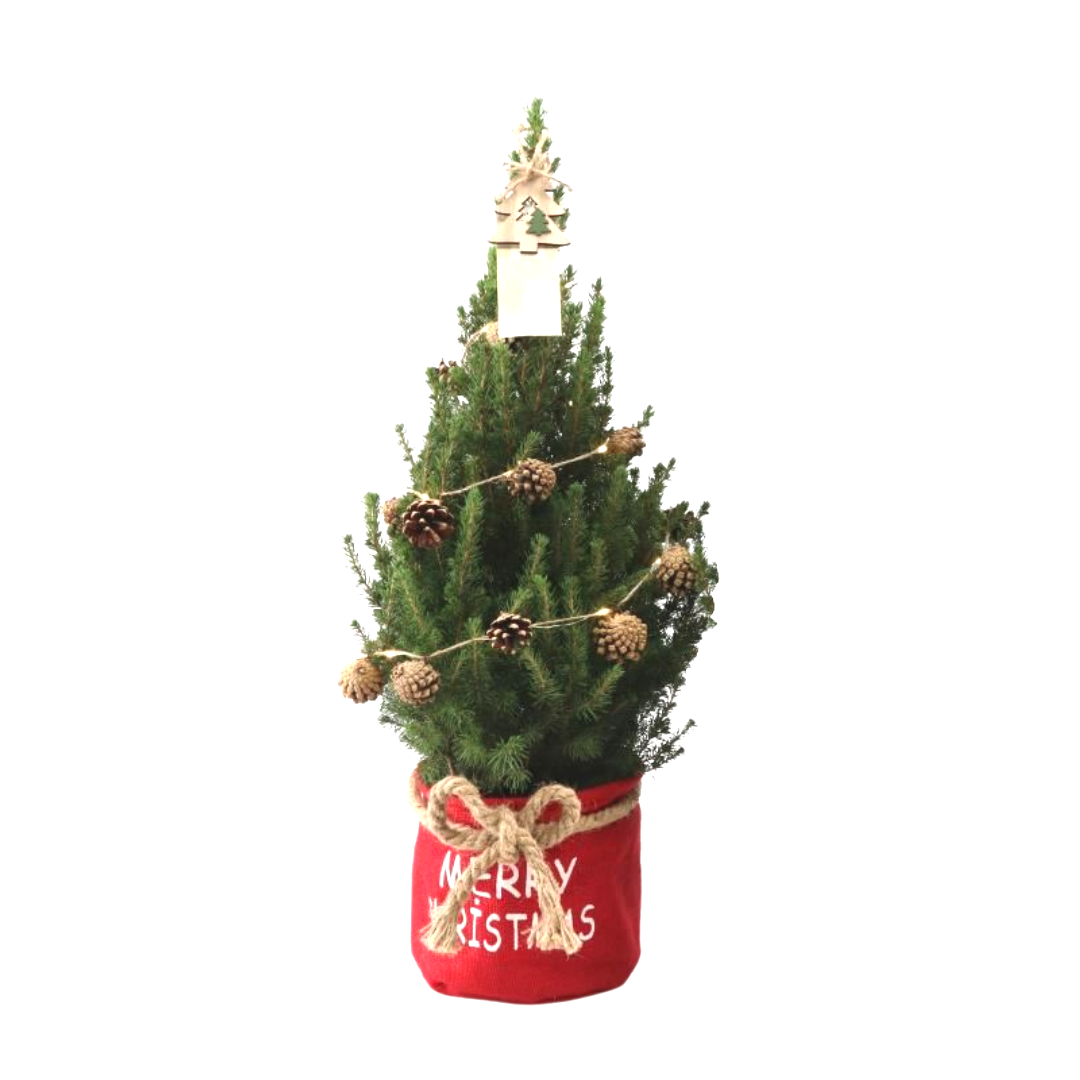 Kleiner Weihnachtsbaum in Weihnachtstopf rot - 70 cm - Picea Glauca Conica - Beleuchtung mit Batterien