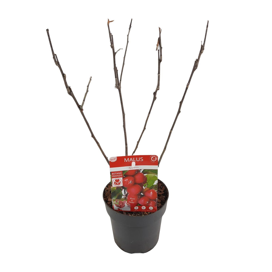 Zwergapfelbaum - Malus &