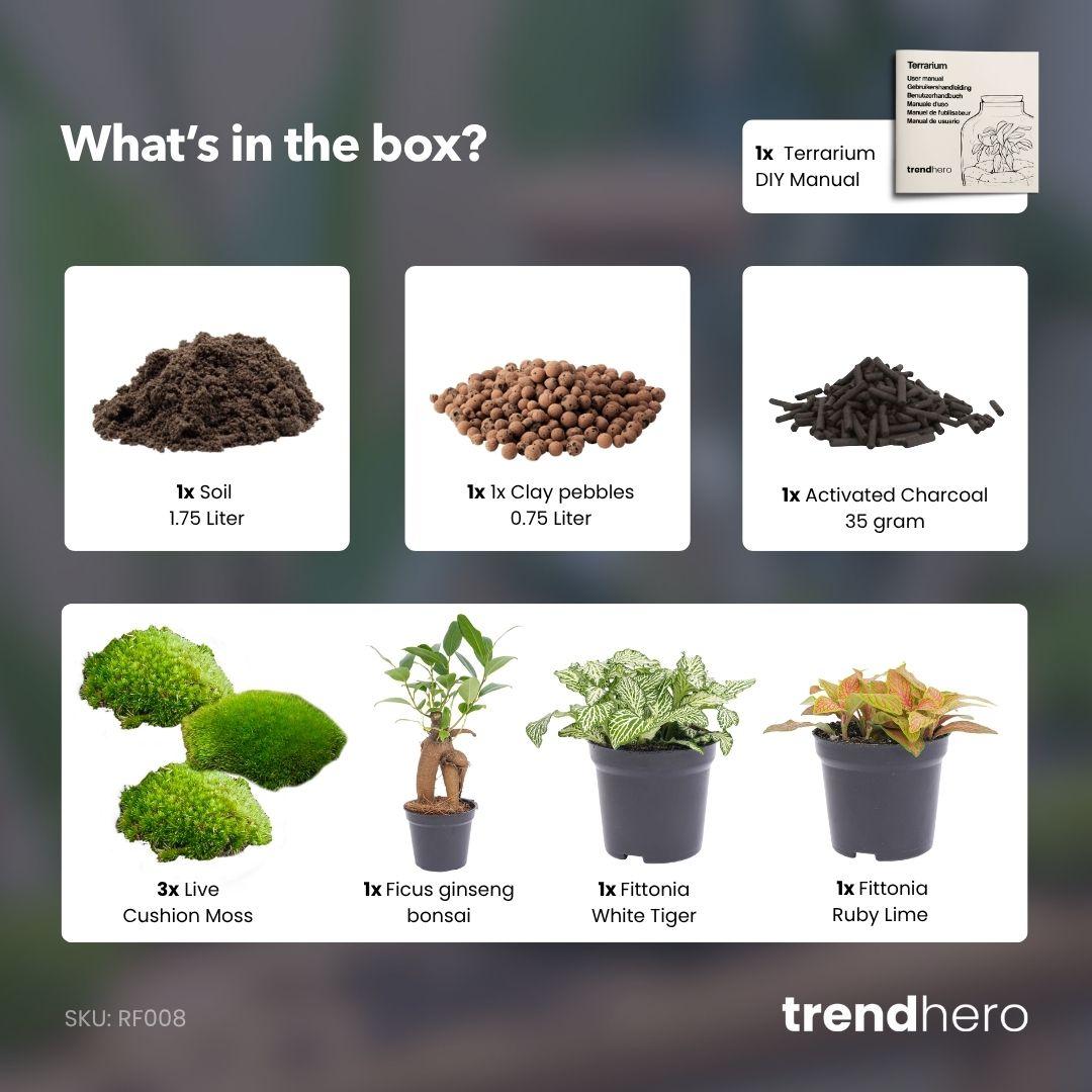 Planten terrarium navulling &amp; Startpakket - Ficus Ginseng bonsai