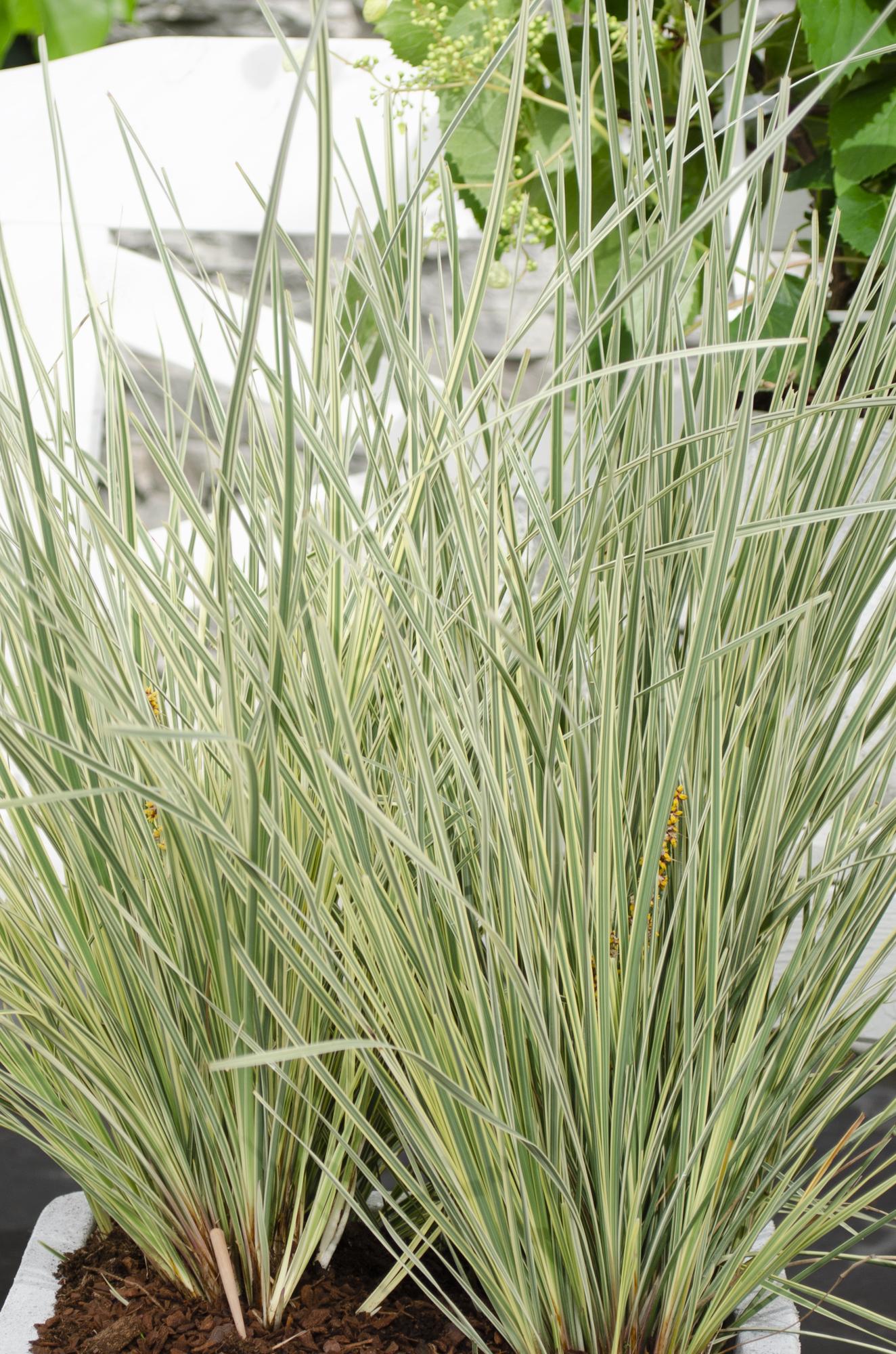 Korbgras - Lomandra longifolia &