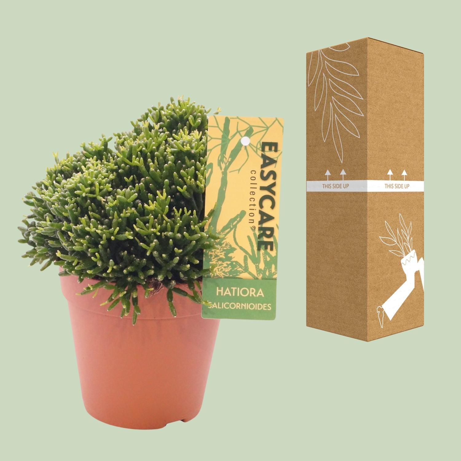 Hatiora Salicornioides - Ø12 ↕22