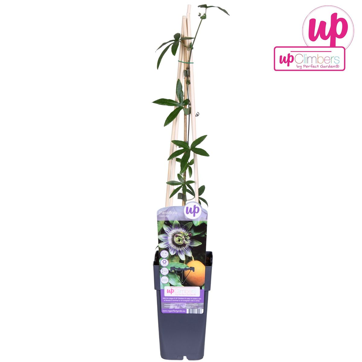 Passionsblume - Passiflora Blau caerulea - Ø15cm - ↕65cm