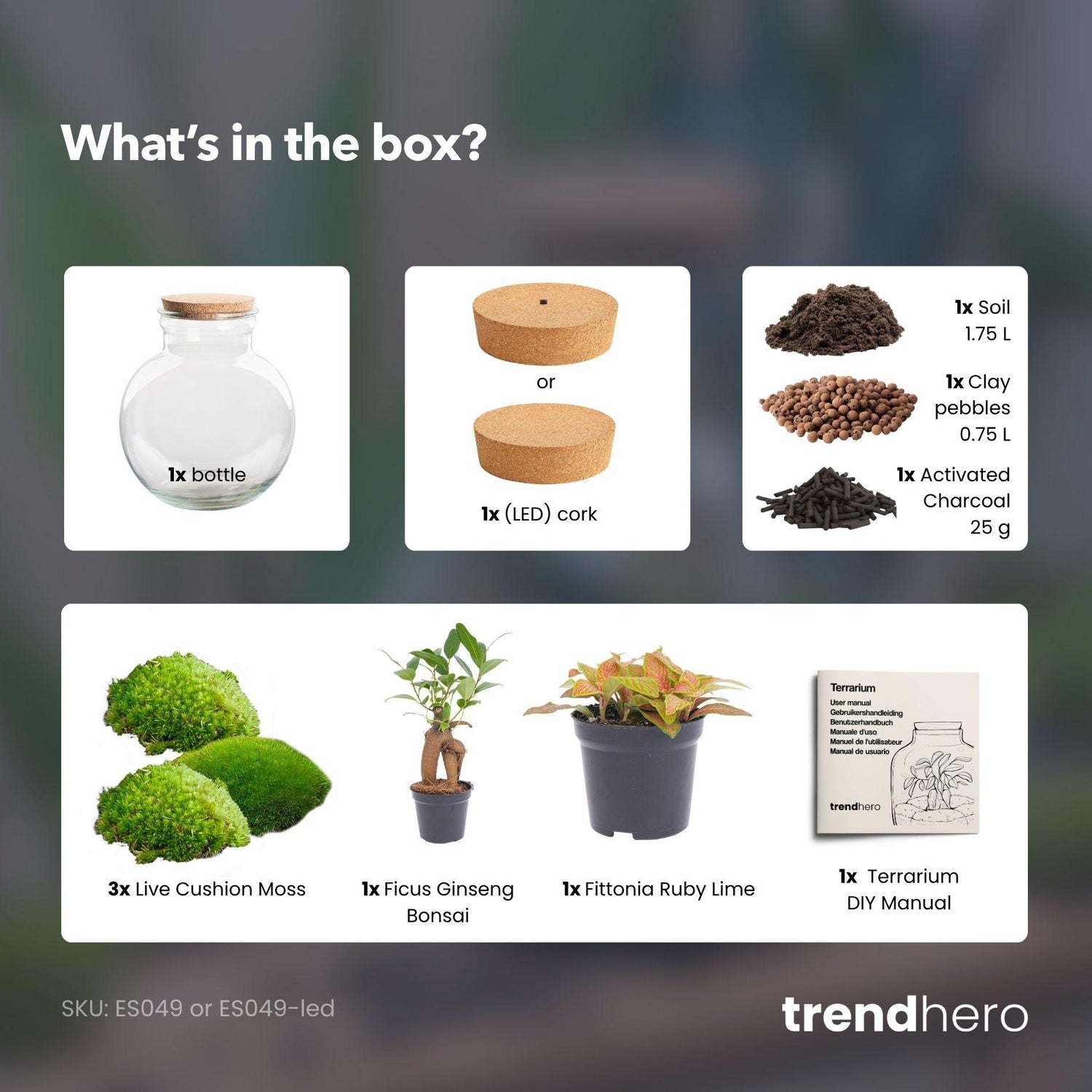 Flaschengarten - Teddy bonsai - ↕ 26,5 cm - Mit LED Korken