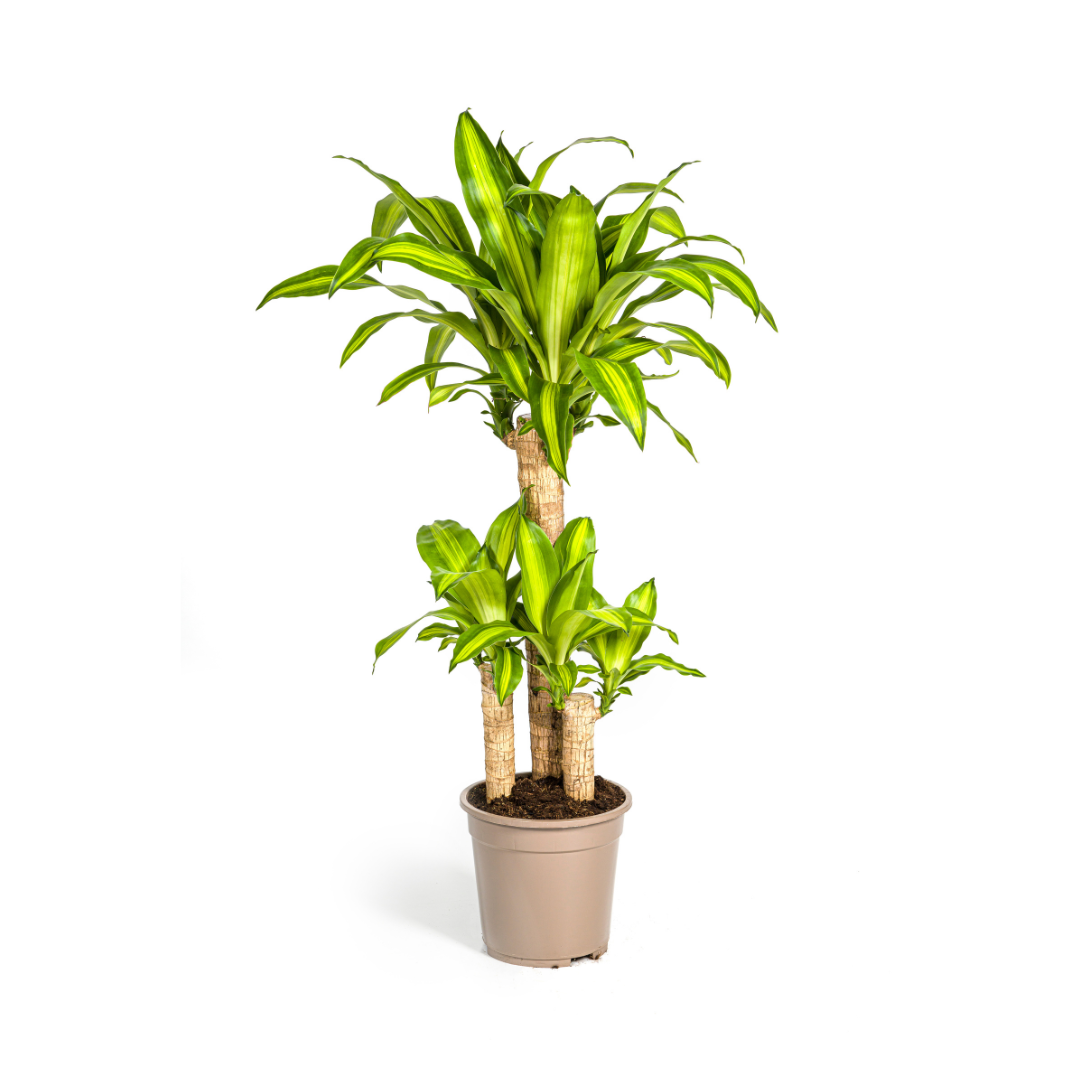 Drachenbaum mit Korb - Dracaena Fragrans Massangeana - Ø21cm - ↕90 - 110cm