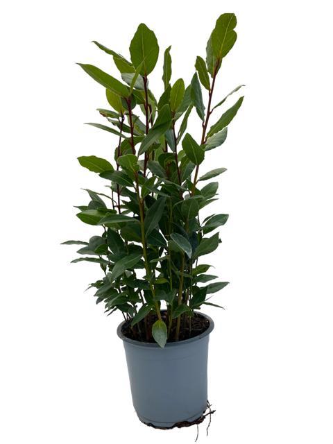Echter Lorbeer - Ø14cm - ↕35cm