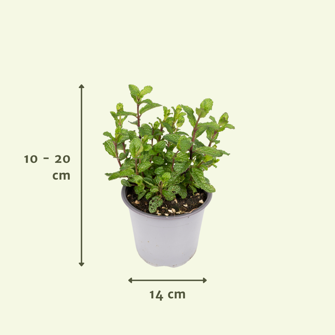 Gartenkräutermischung - 4 Stücke - Ø14cm - ↕18cm