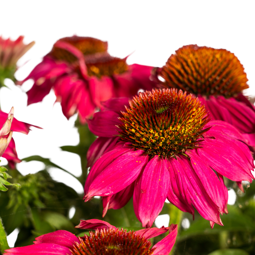 Sonnenhut - Echinacea purpurea Purple Ø19cm - ↕60 - 70cm