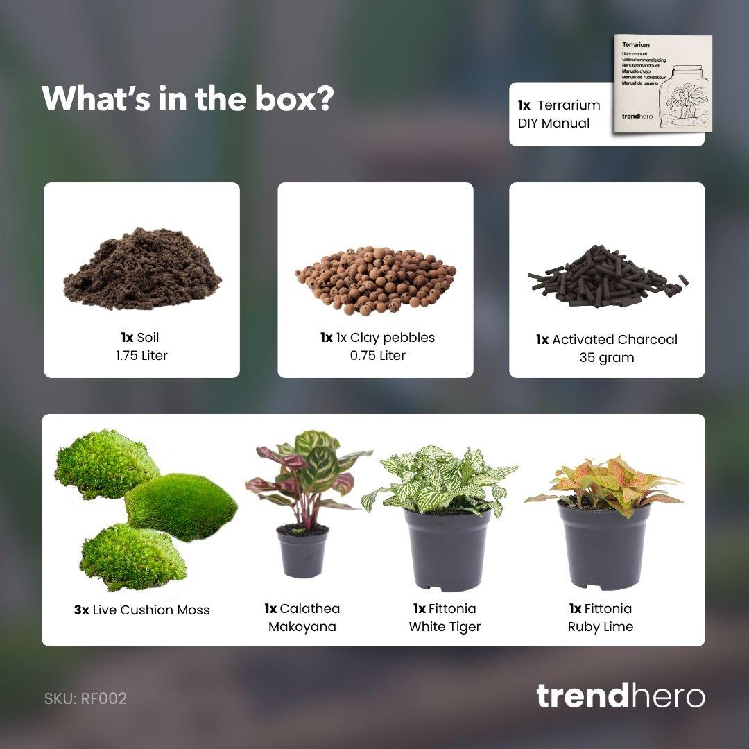 Flaschengarten paket Calathea Makoyana