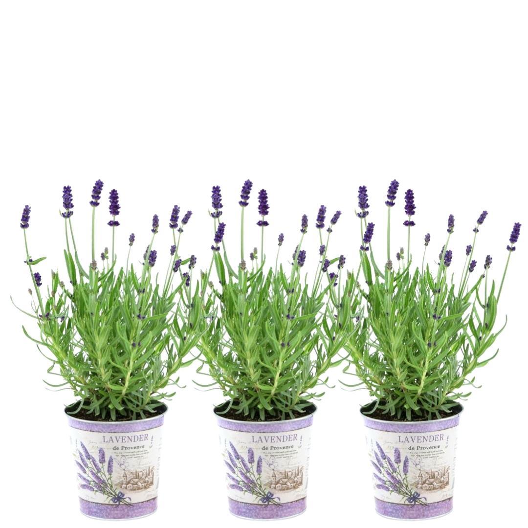 Lavandula angustifolia Felice® im Dekotopf &