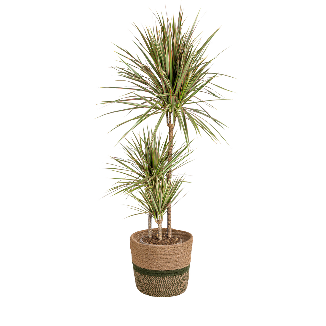 Drachenbaum zweifarbig mit Korb - Dracaena Marginata Bicolor - Ø21cm - ↕110 - 130cm