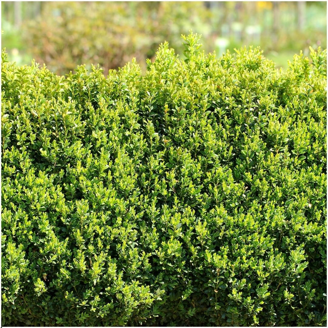Buchsbaum - Buxus Sempervirens 6er-Pack - ↕ 20 cm - Ø12 cm