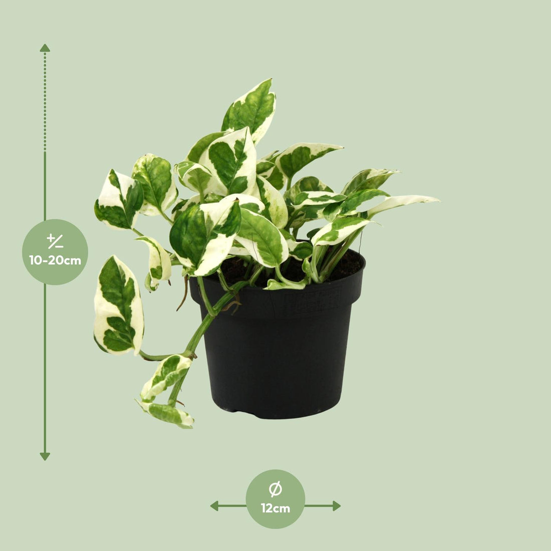Scindapsus (Epipremnum) N&