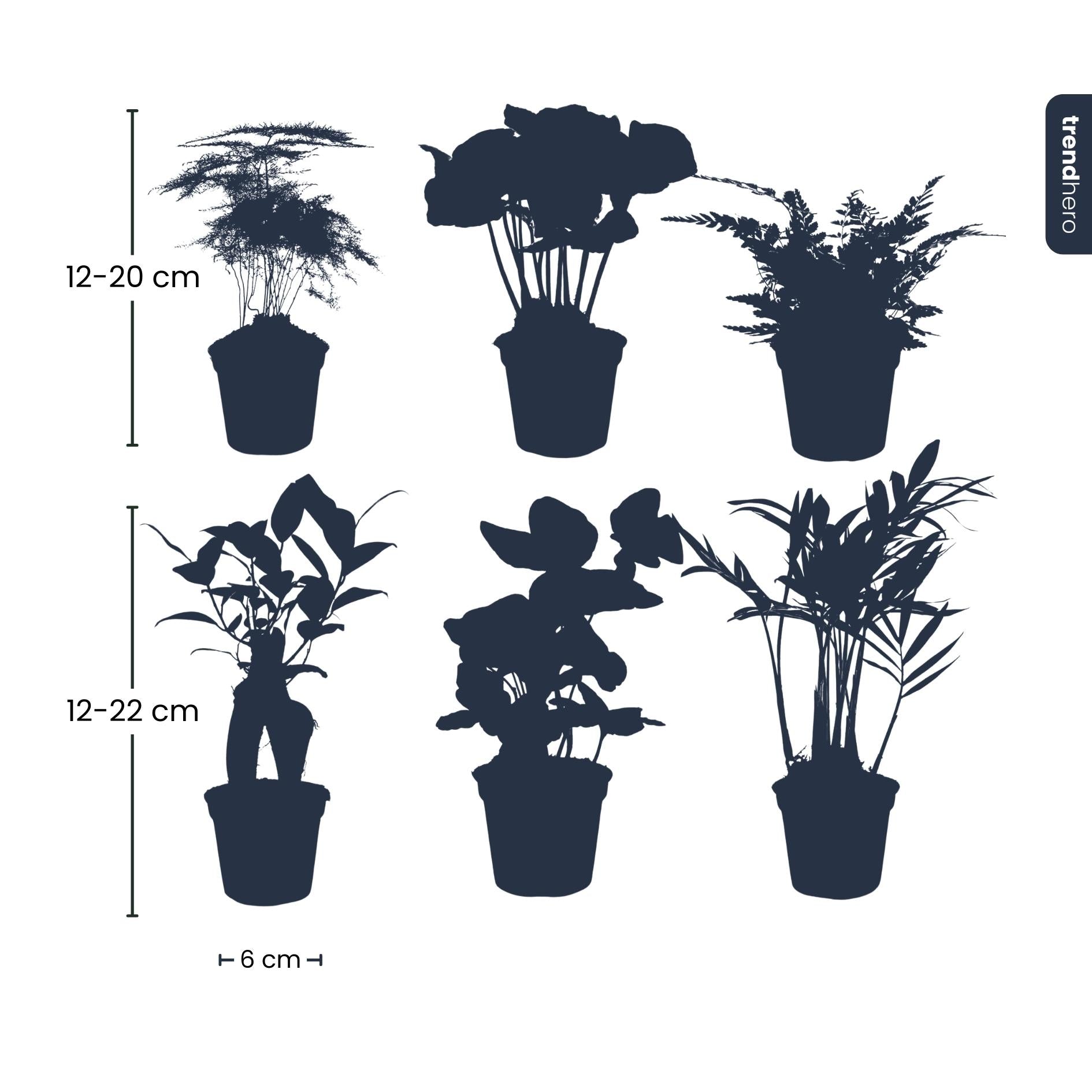 Planten set - Groen - 6 groene planten - potmaat 6