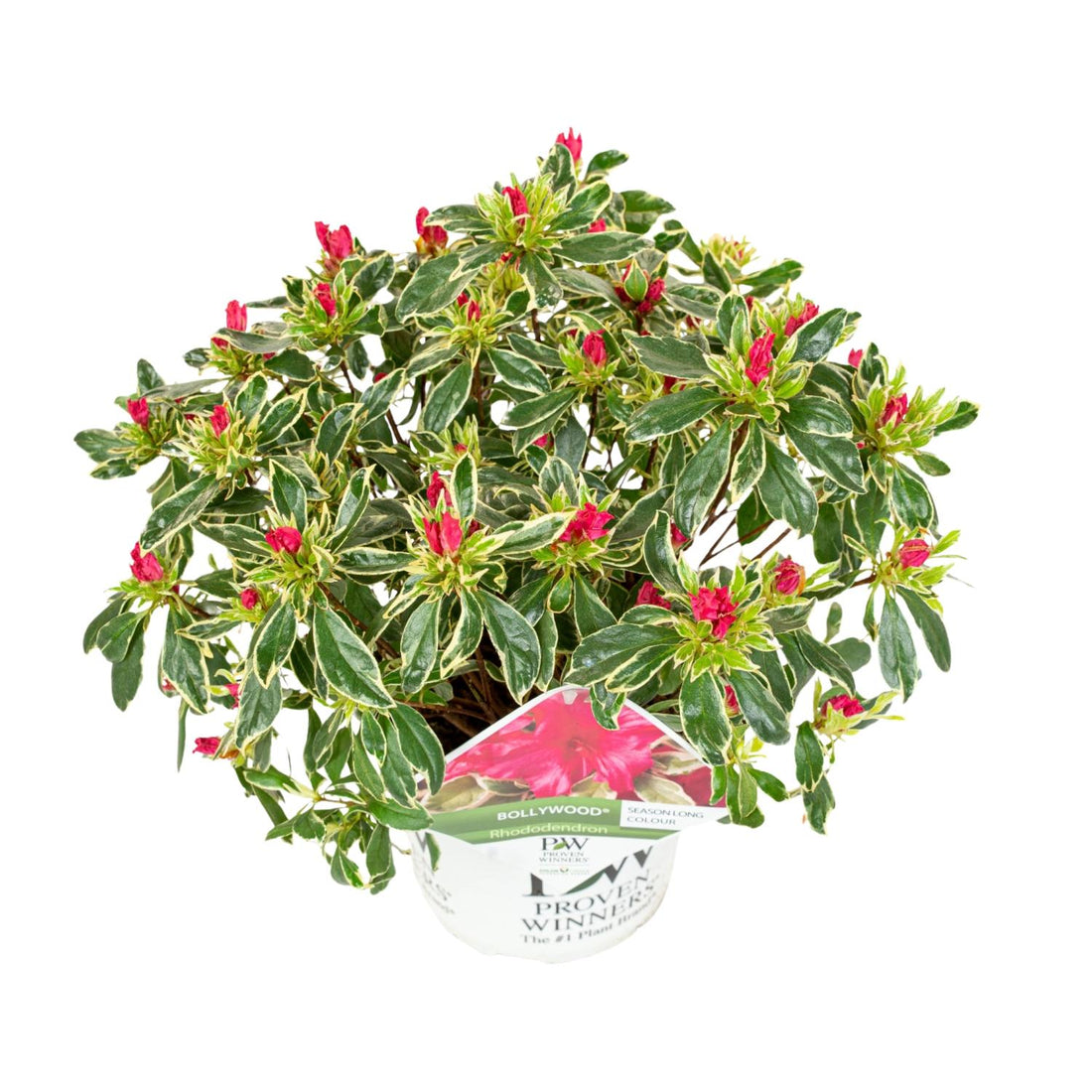 Rhododendron &
