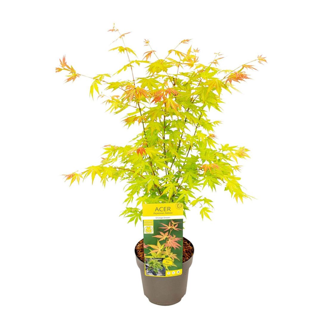Fächerahorn - Acer palmatum Orange Dream - Ø19cm - ↕50cm