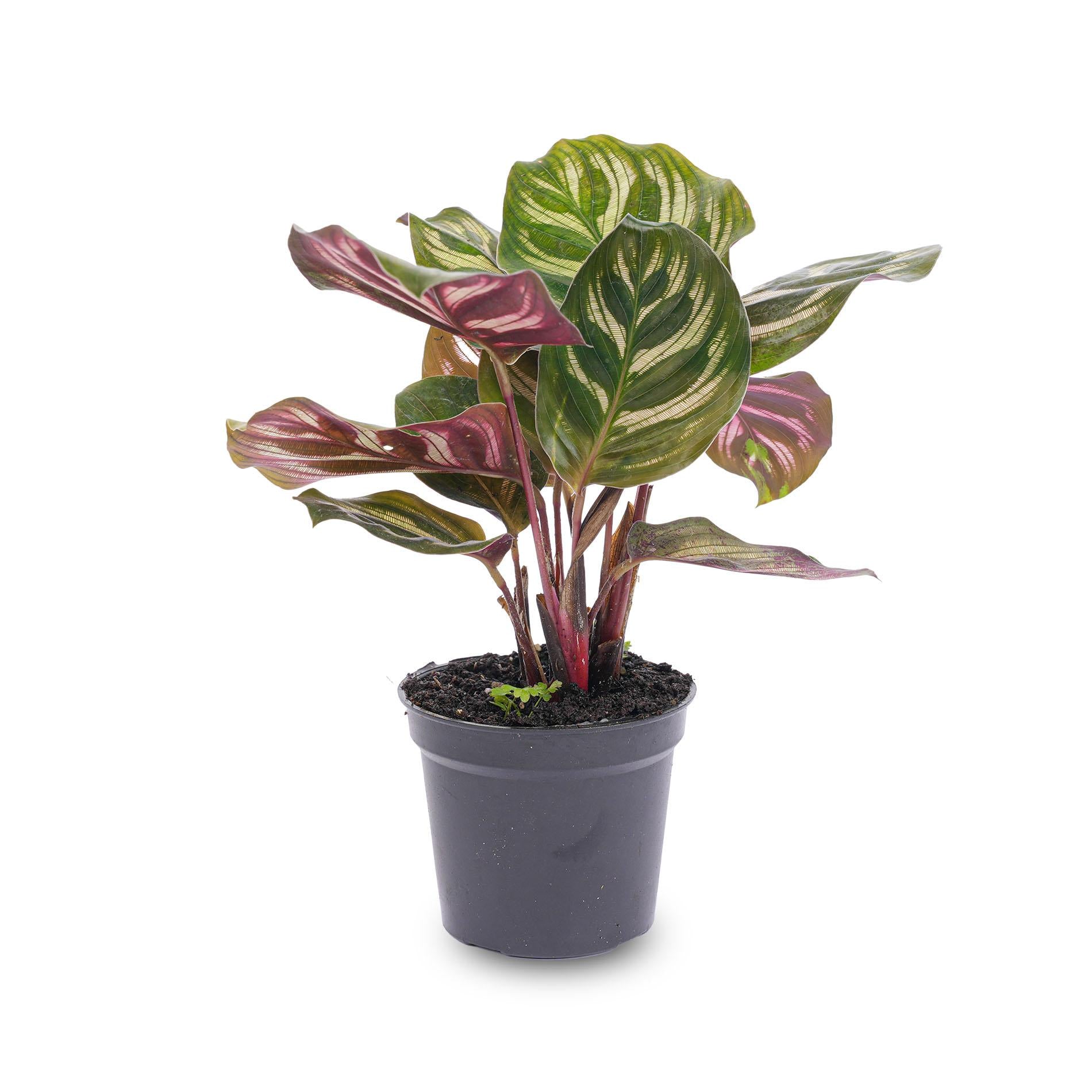 Calathea Makoyana - Pauwenplant - Terrarium plant - Potmaat 6
