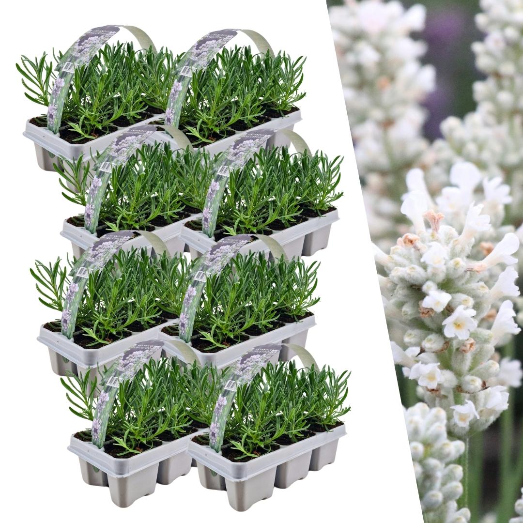 Lavendel weiß - 48er Set - Ø7 cm - ↕15 cm