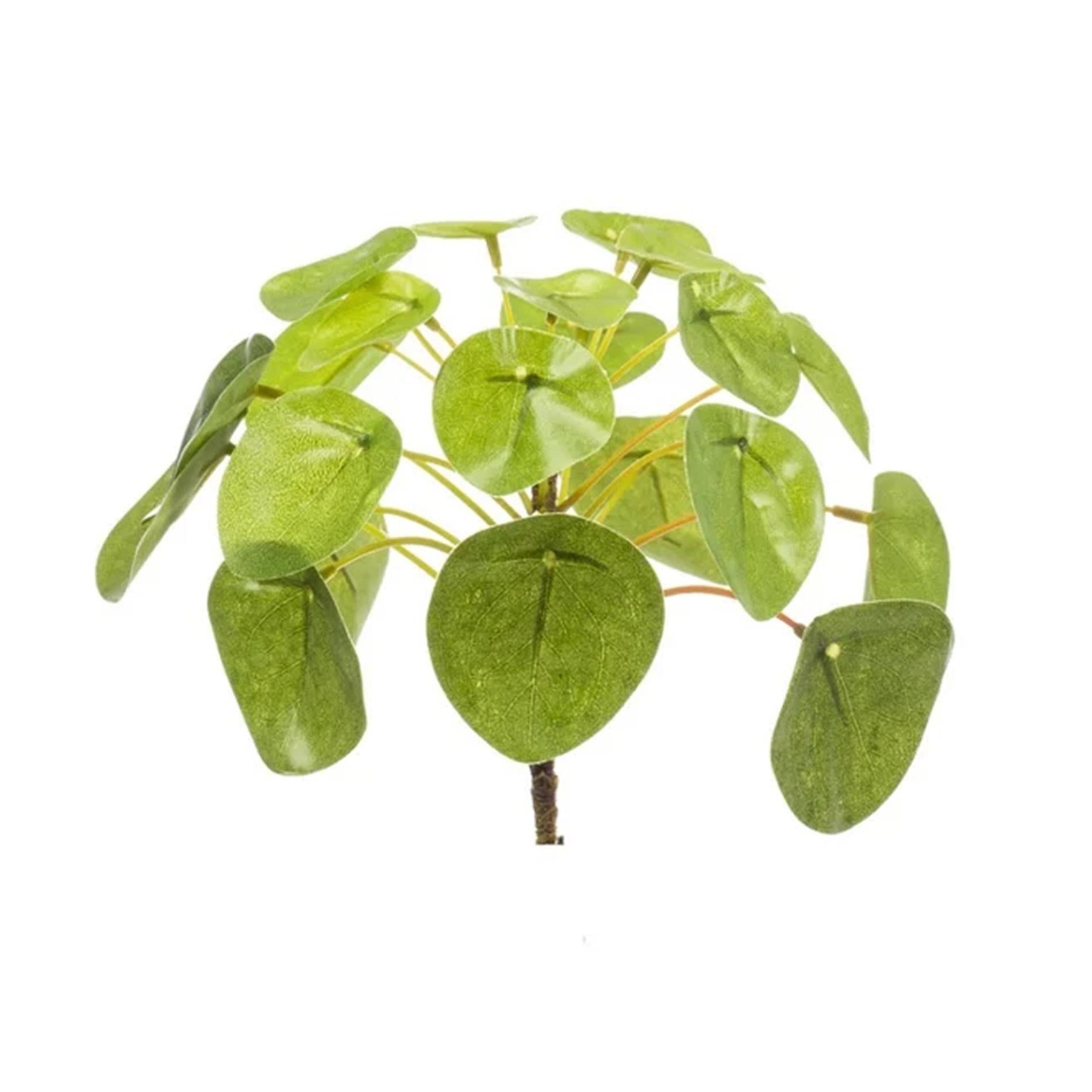 Pilea mini bush 13cm