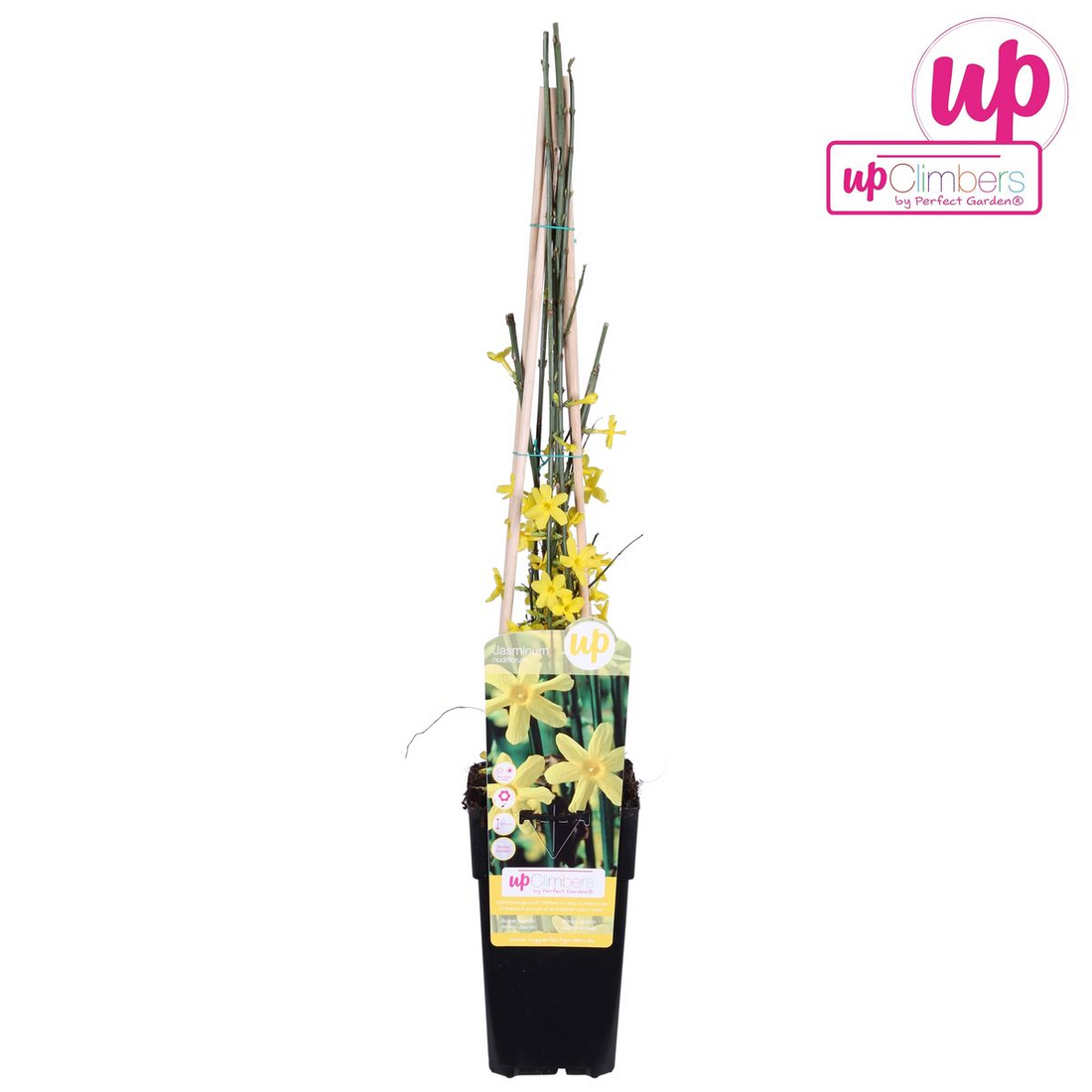 Jasmin - Jasminum nudiflorum - Ø15cm - ↕65cm
