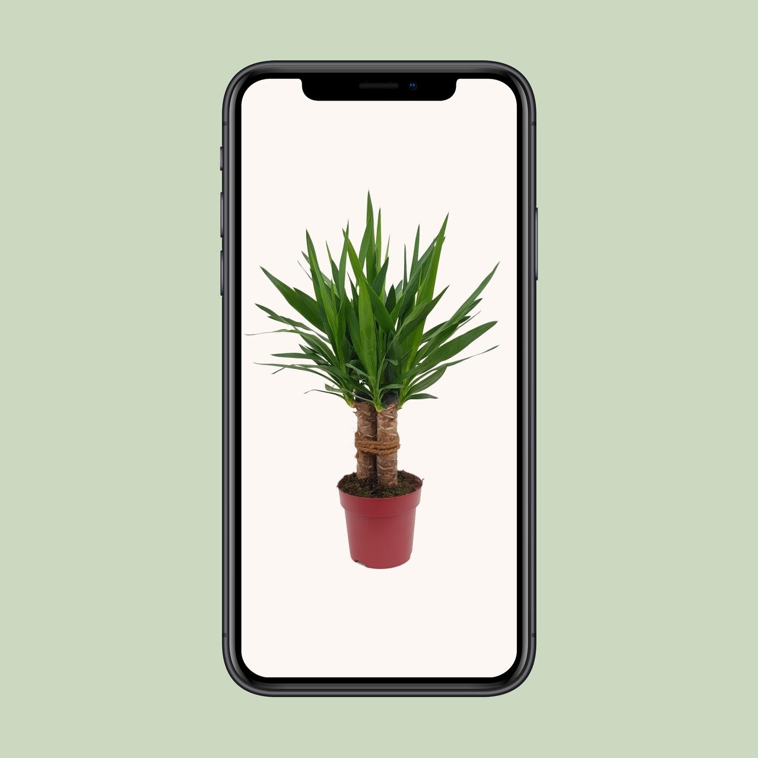 Yucca &quot;Tres Cañas&quot; 30 Stam P19 - Ø19cm - ↕70cm