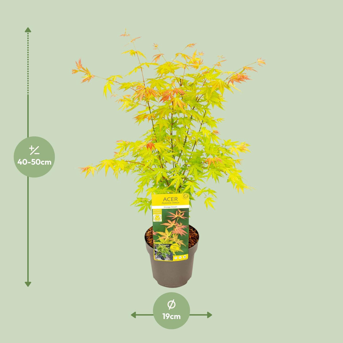 Fächerahorn - Acer palmatum Orange Dream - Ø19cm - ↕50cm