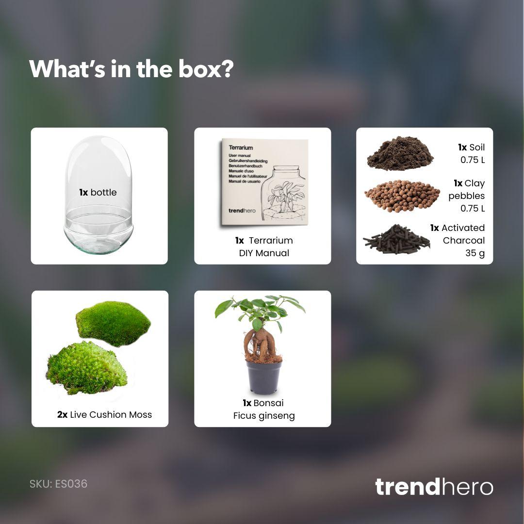 Flaschengarten - Egg XL Bonsai - ↕ 30 cm