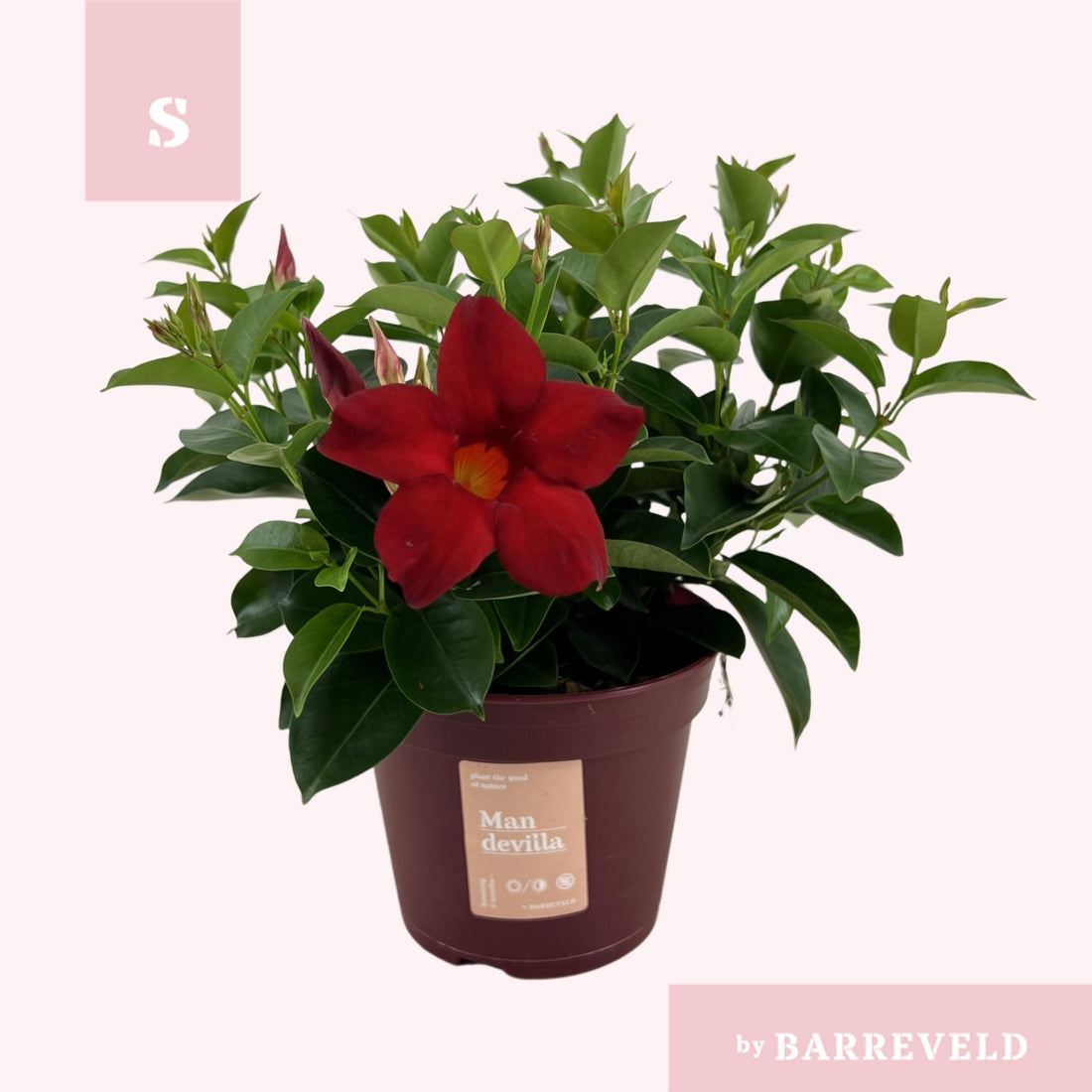 Mandevilla &