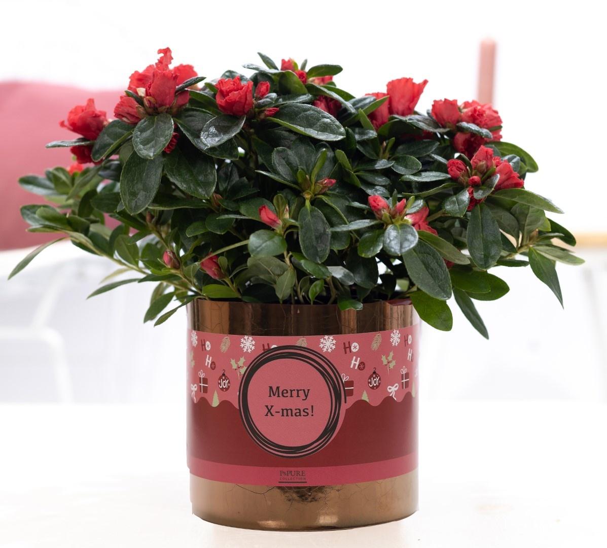 rote Azalea mit Topf und Weihnachtsdekor - Ø12cm - ↕25cm