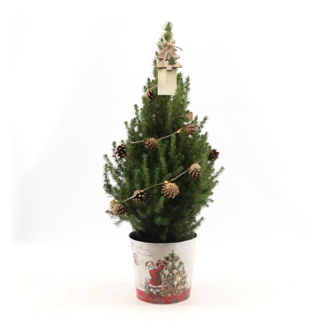 Kleiner Weihnachtsbaum in Weihnachtstopf - 70 cm - Picae Glauca Conica - Beleuchtung mit Batterien