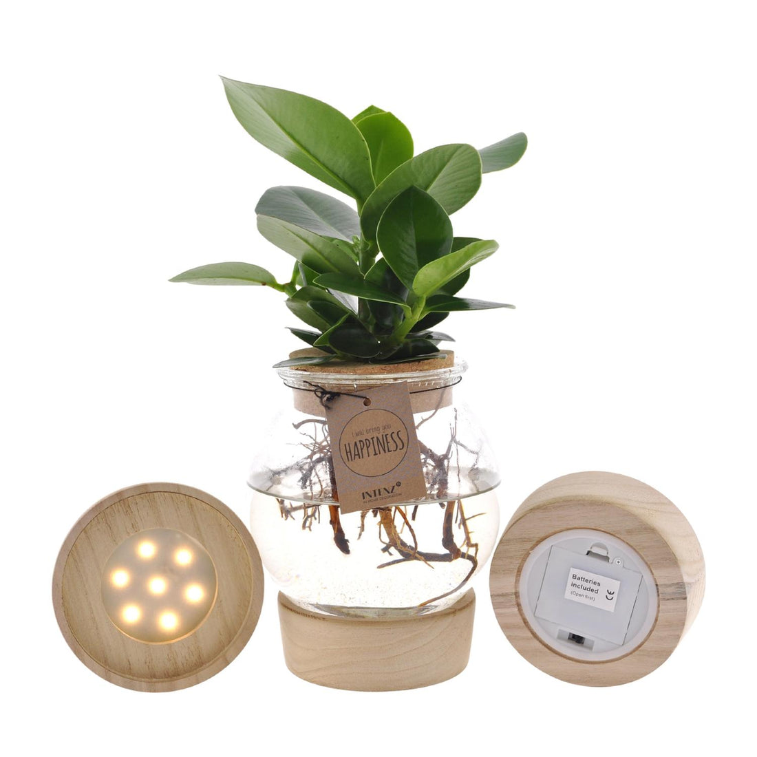 Clusia in Glas + Korken + LED - Ø12cm - ↕30cm