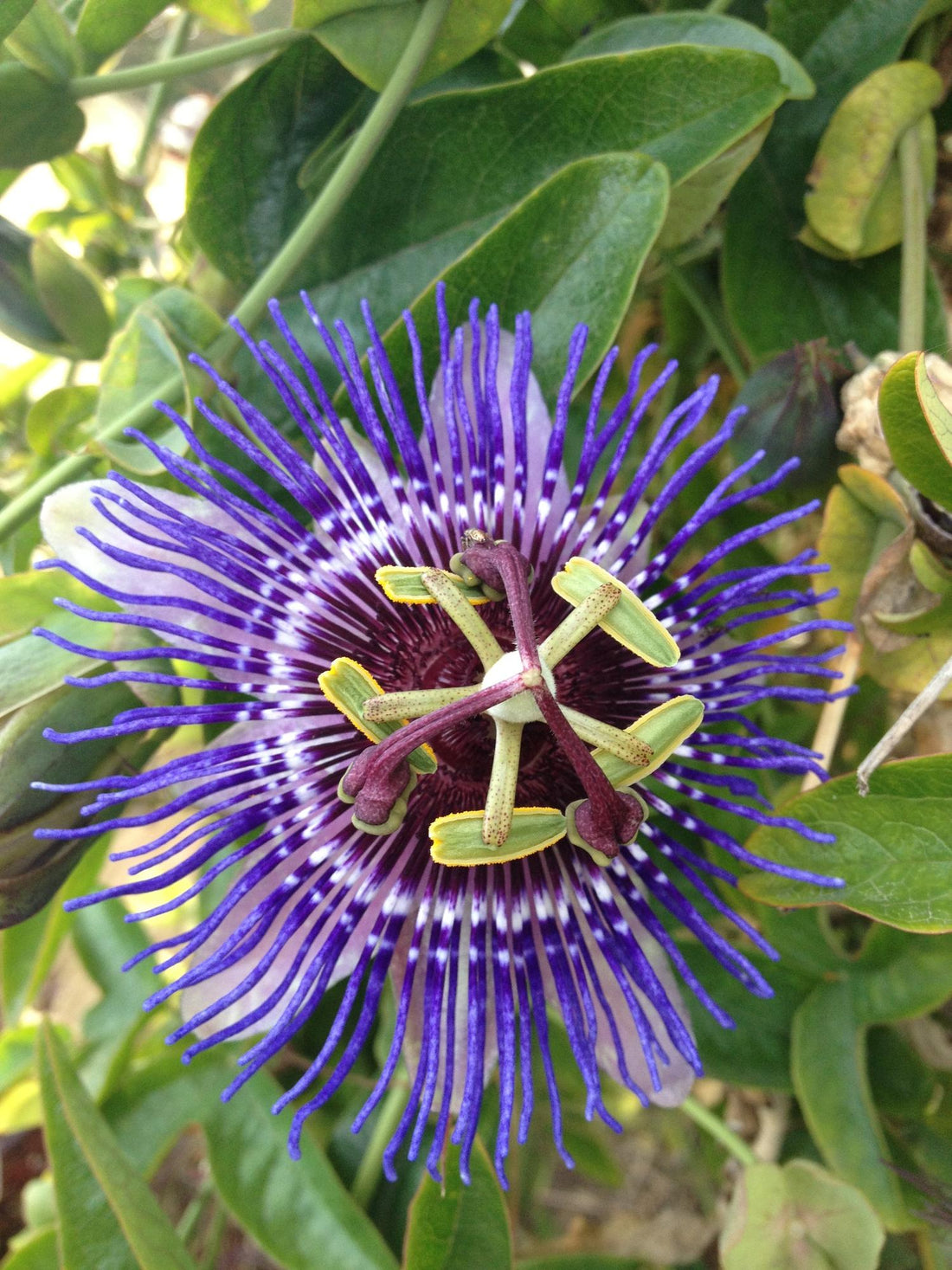 Passionsblume - Passiflora Violett &